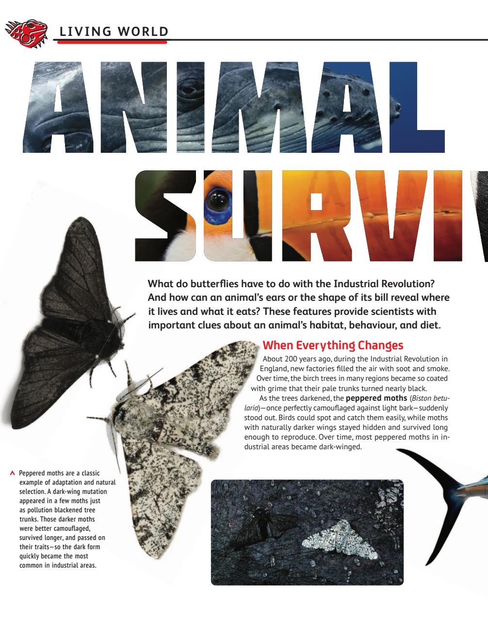 OYLA Magazine Preview Pages