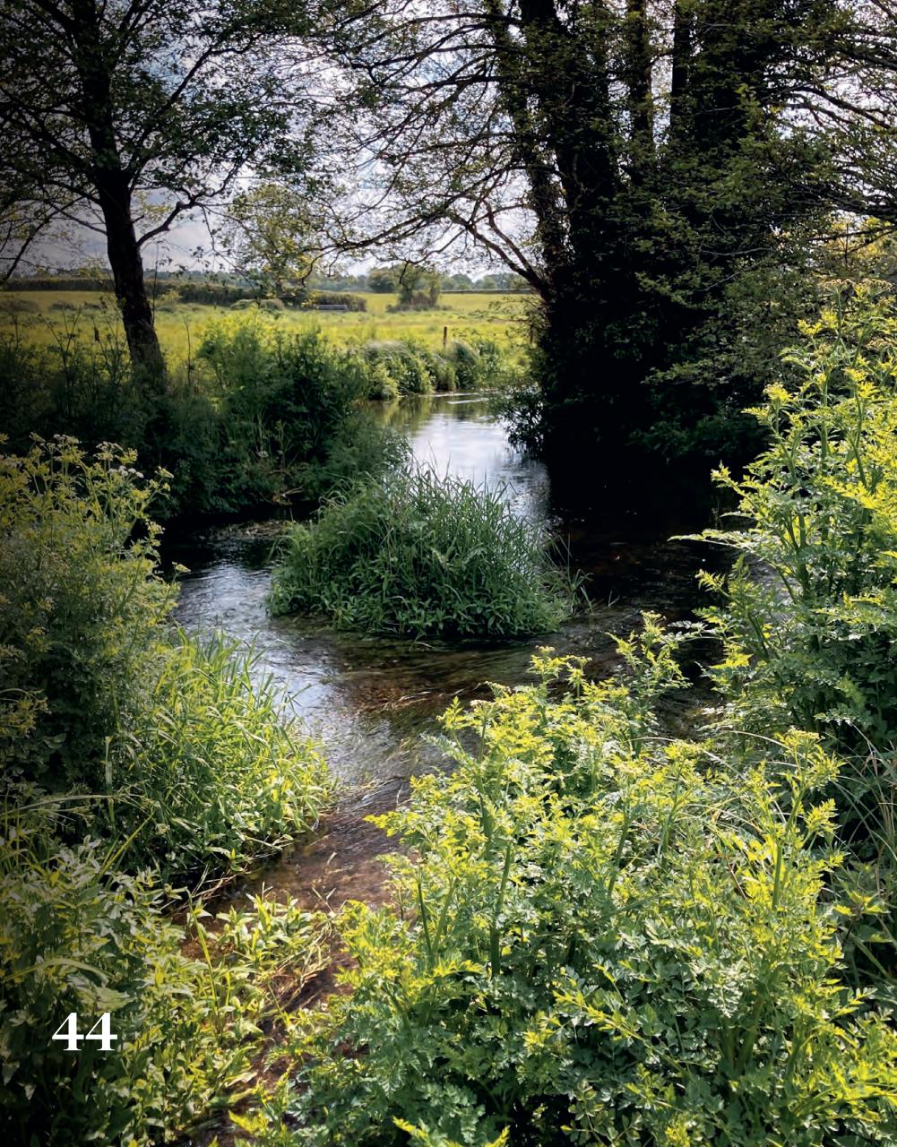 Trout & Salmon Preview Pages