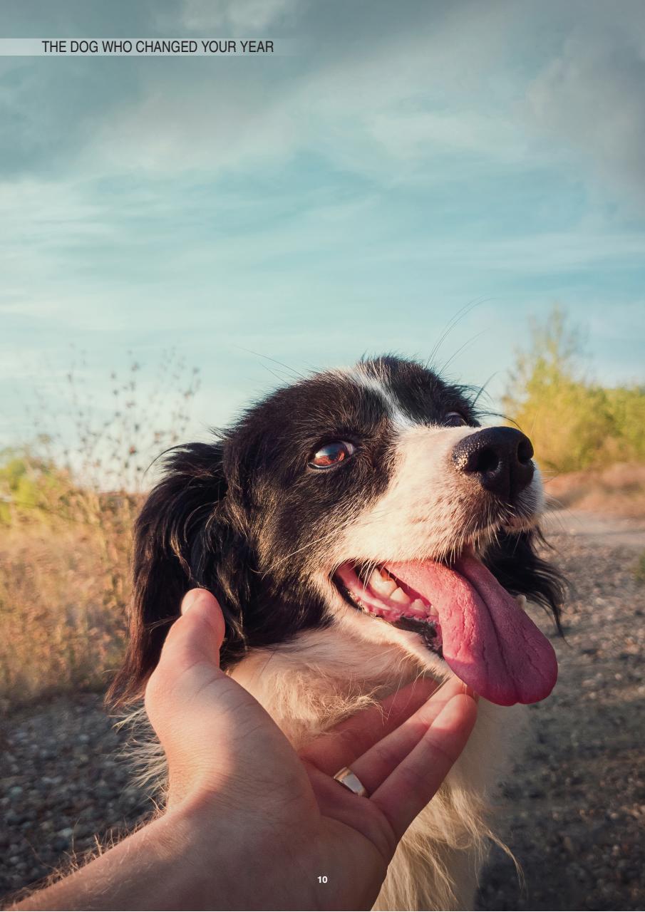 Edition Dog Preview Pages