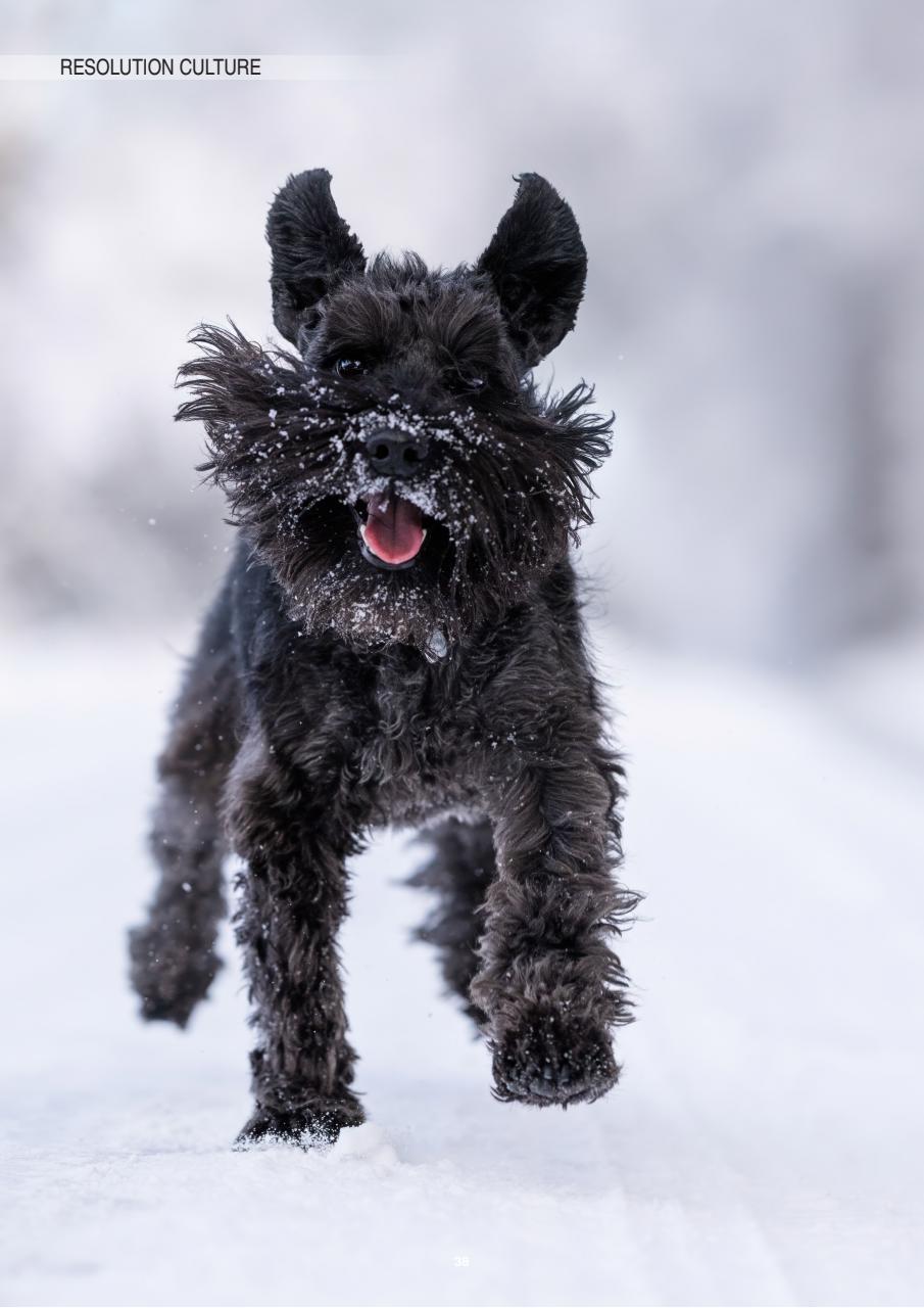 Edition Dog Preview Pages