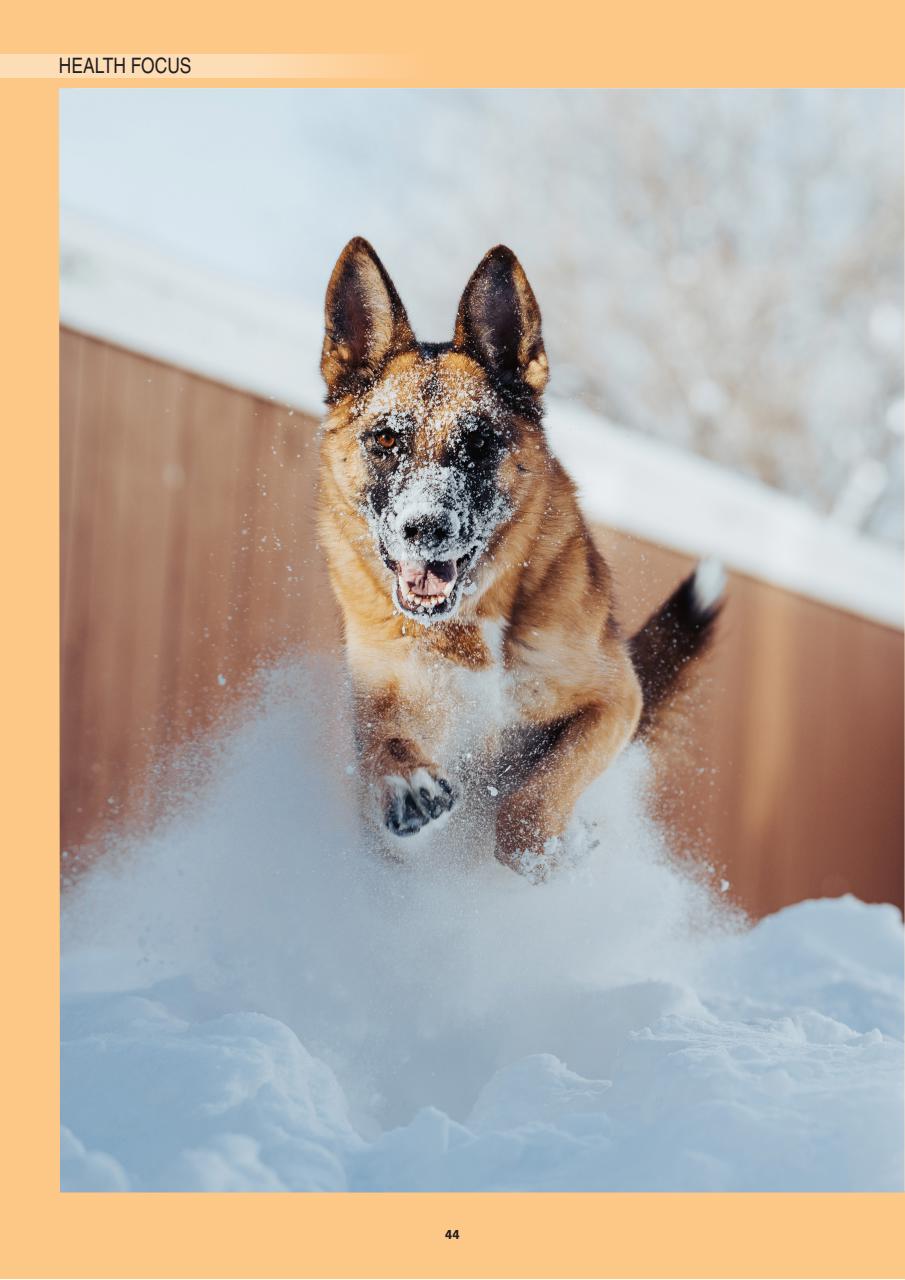 Edition Dog Preview Pages