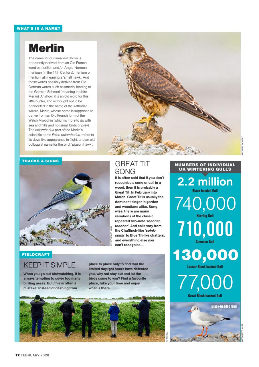Bird Watching Preview Pages