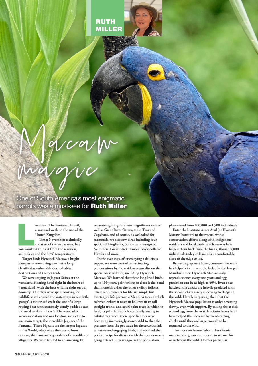 Bird Watching Preview Pages