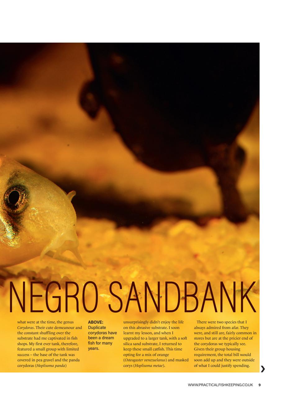 Practical Fishkeeping Preview Pages