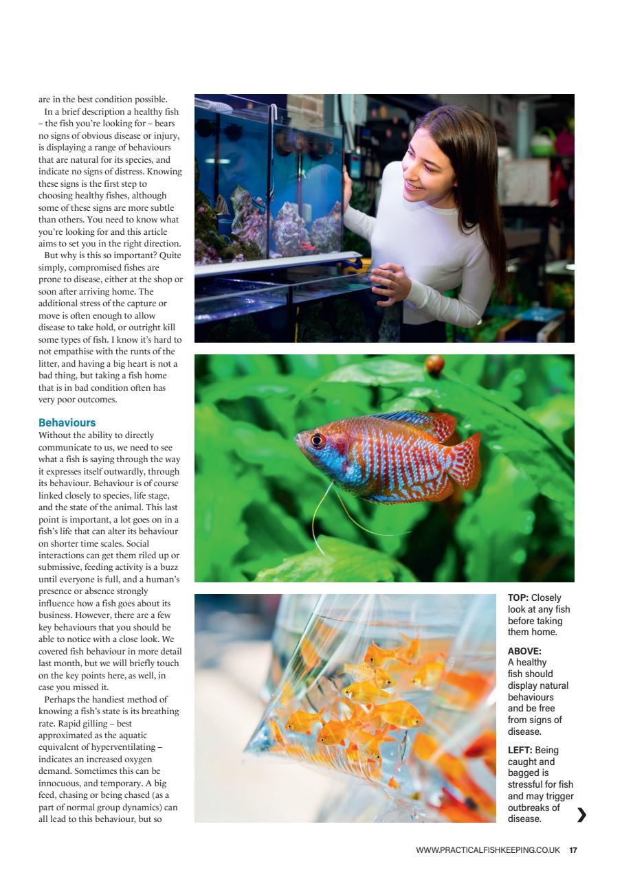 Practical Fishkeeping Preview Pages