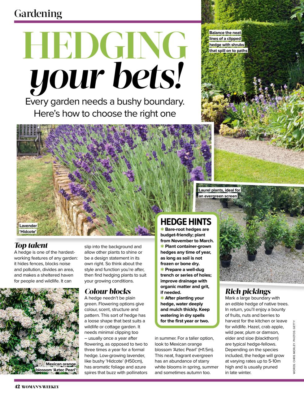 Woman's Weekly Preview Pages