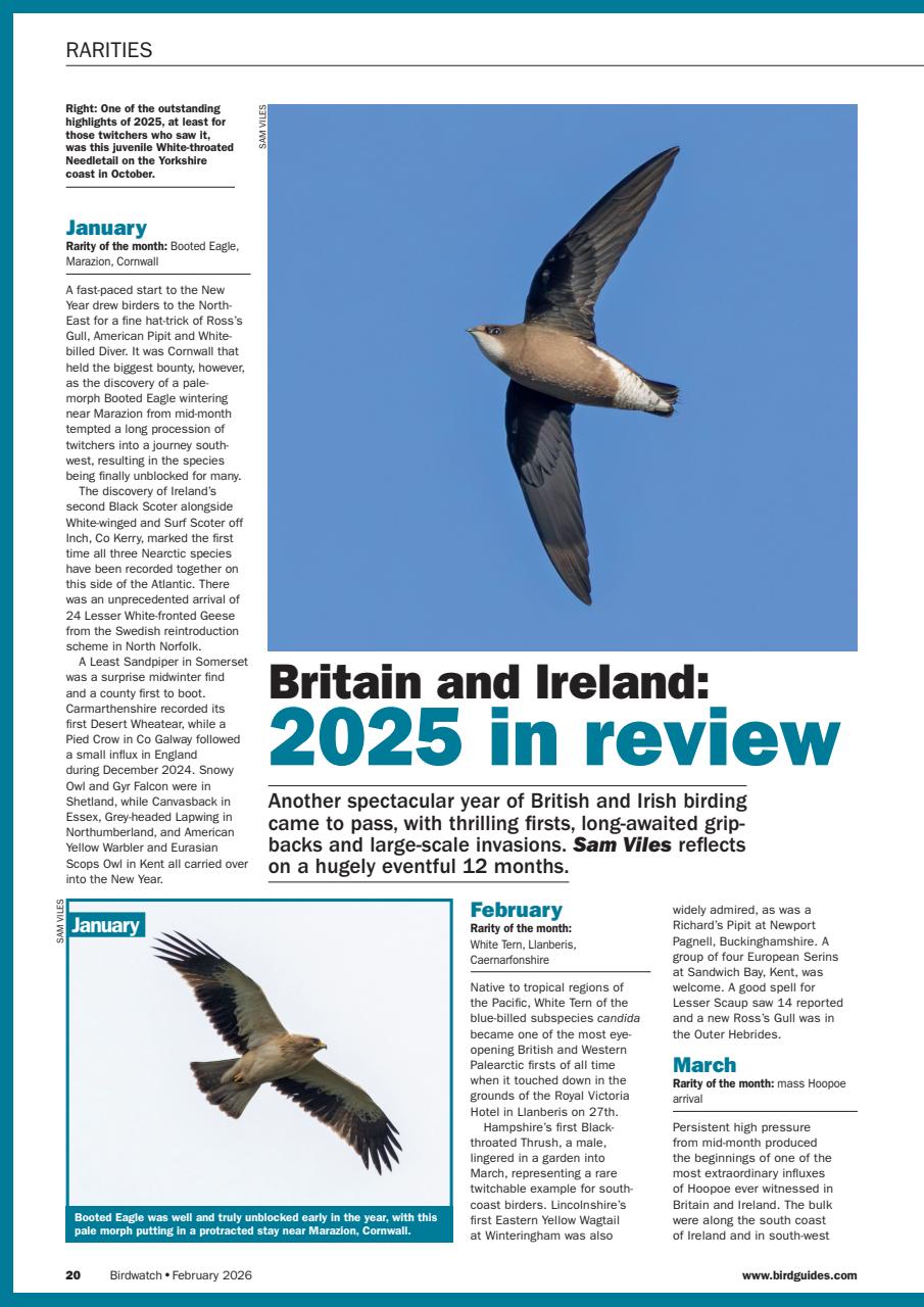Birdwatch Magazine Preview Pages
