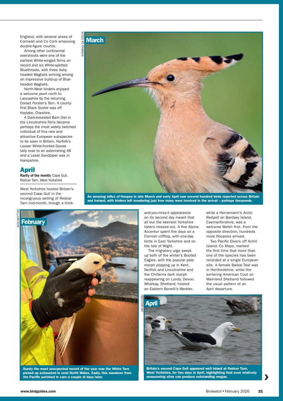 Birdwatch Magazine Preview Pages