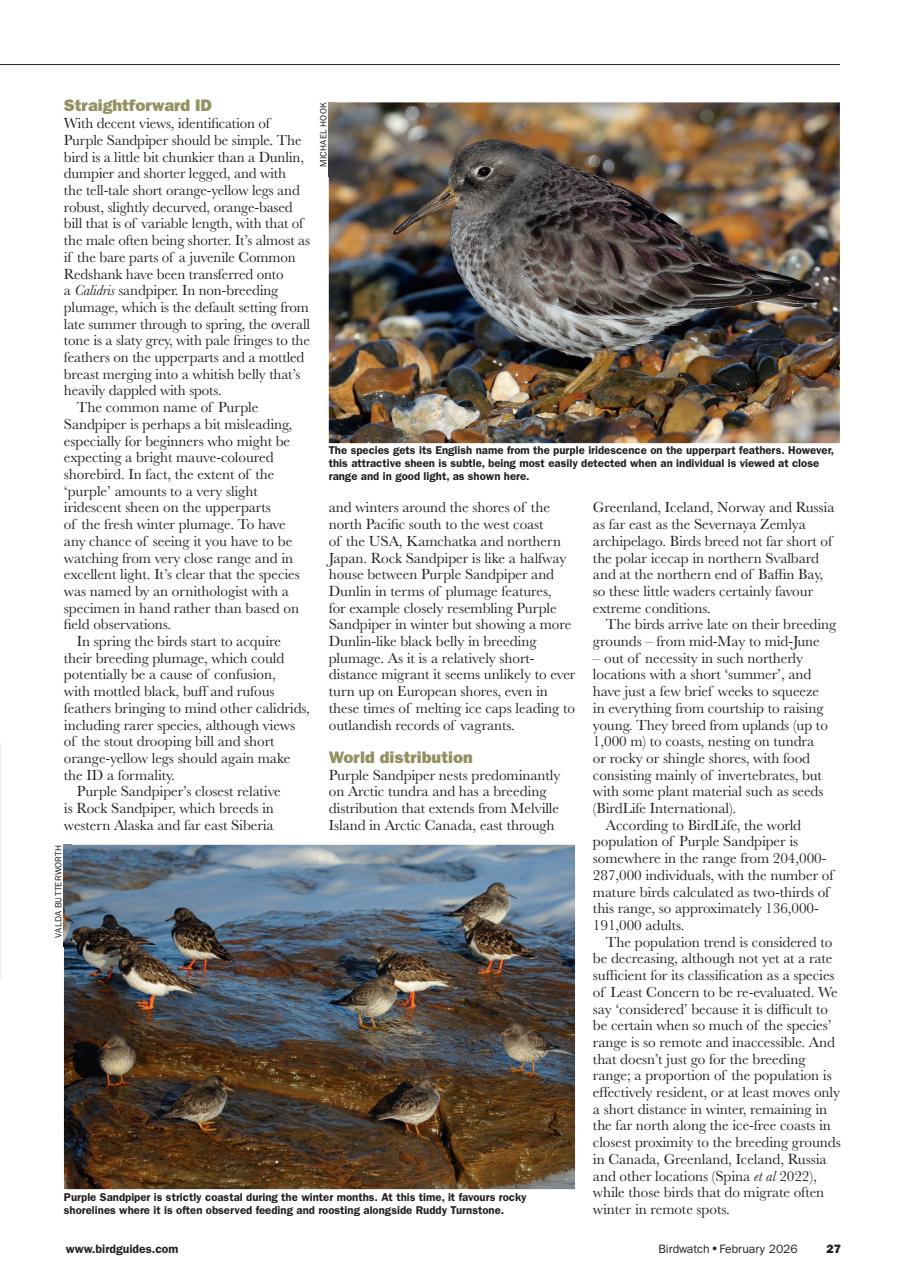 Birdwatch Magazine Preview Pages