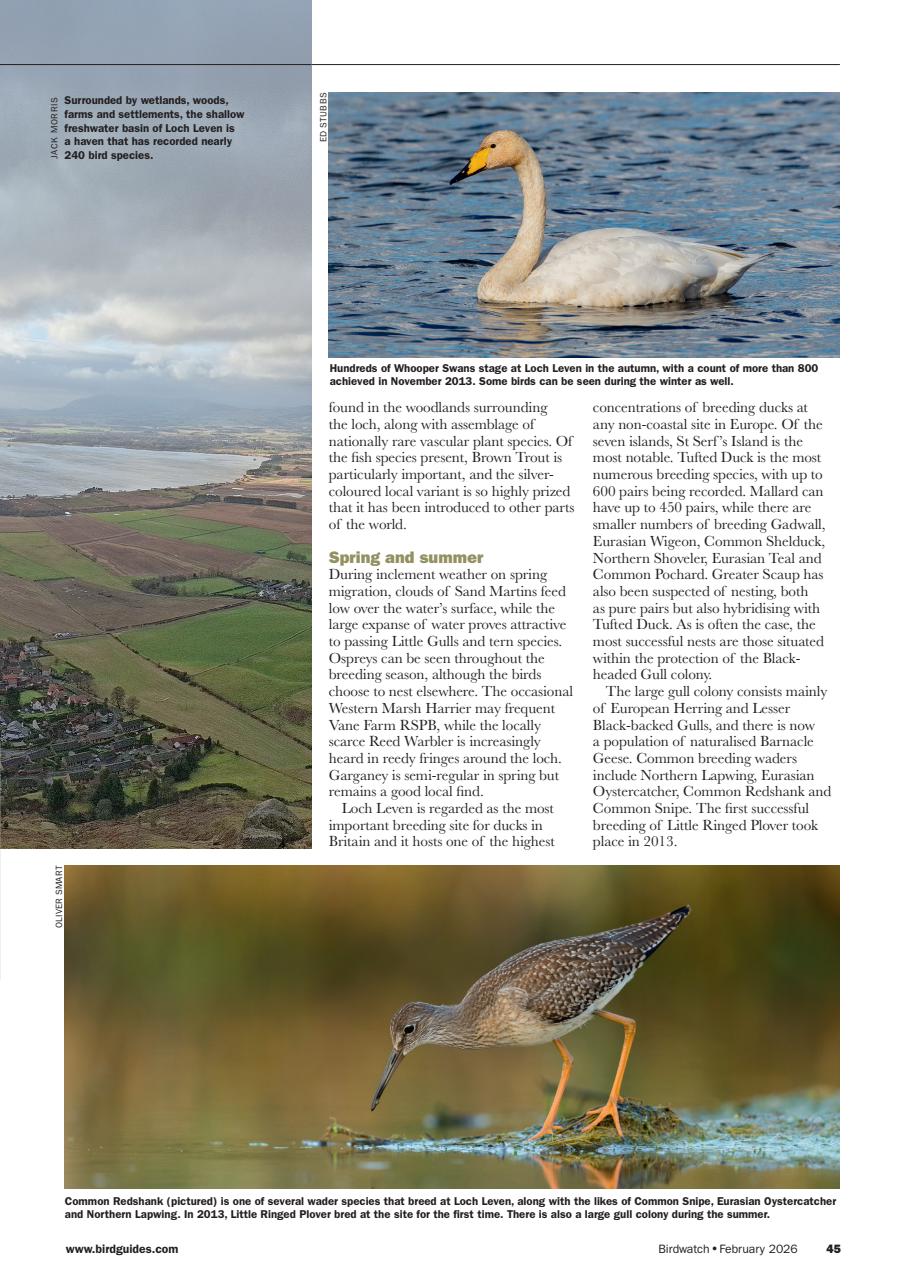 Birdwatch Magazine Preview Pages