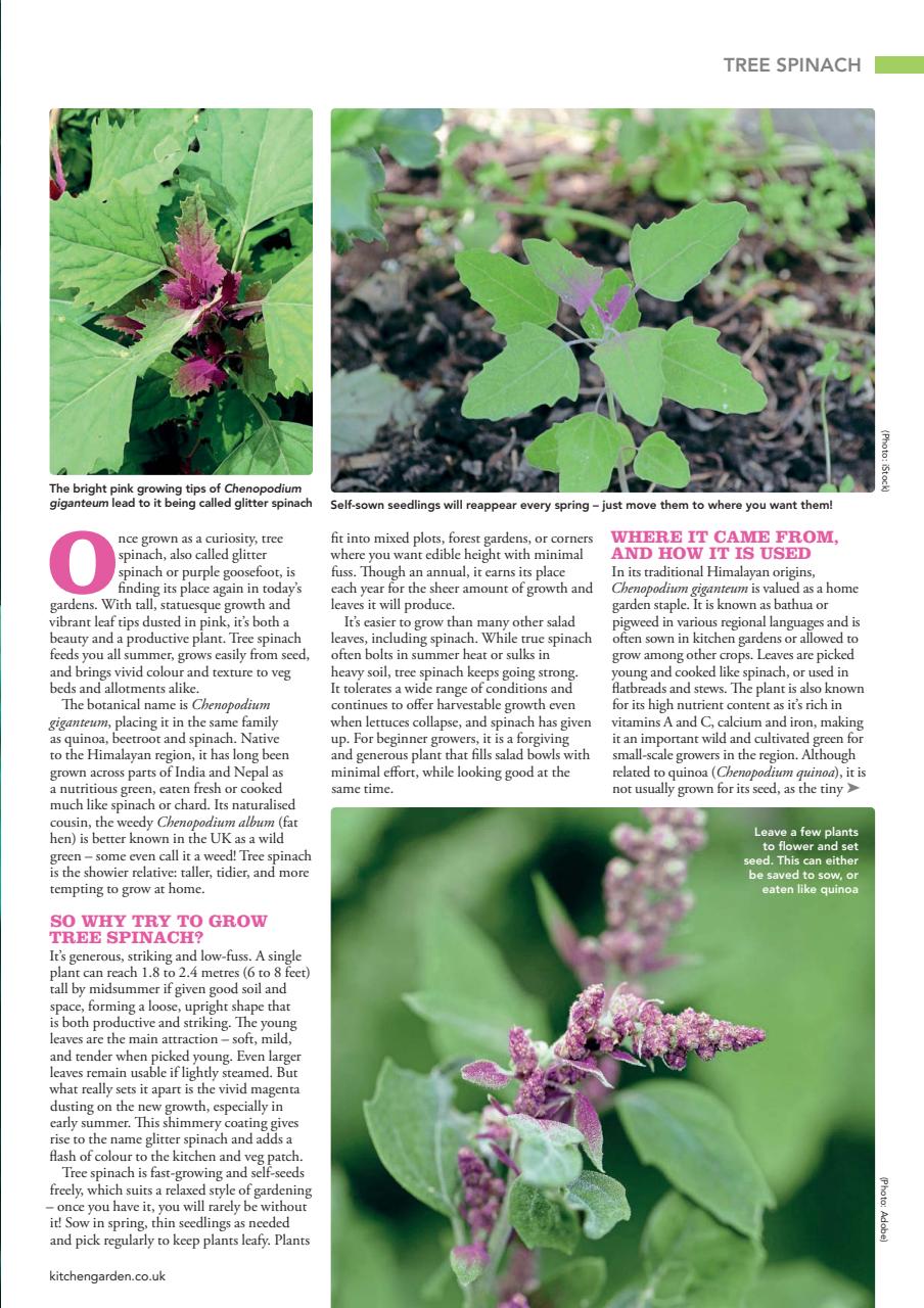 Kitchen Garden Magazine Preview Pages