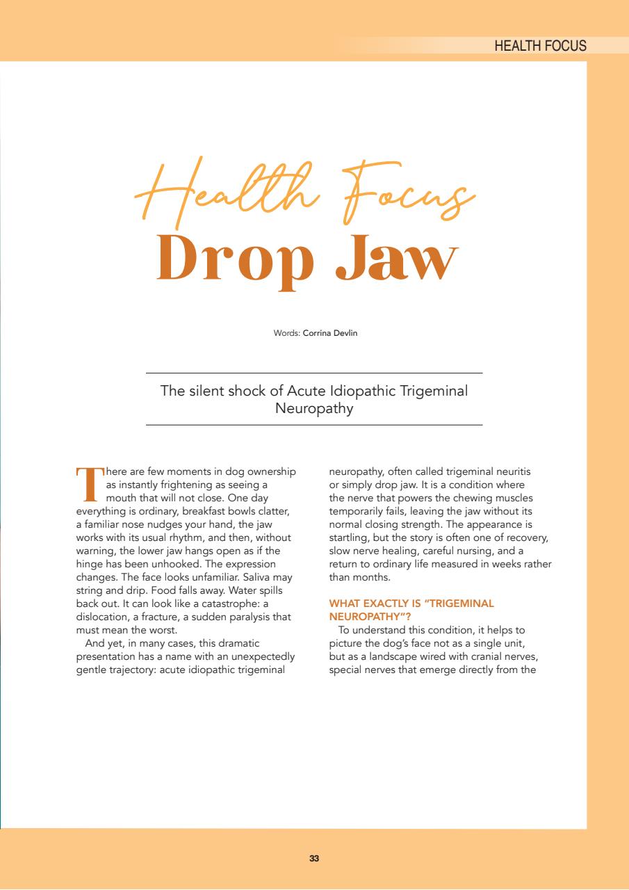 Edition Dog Preview Pages