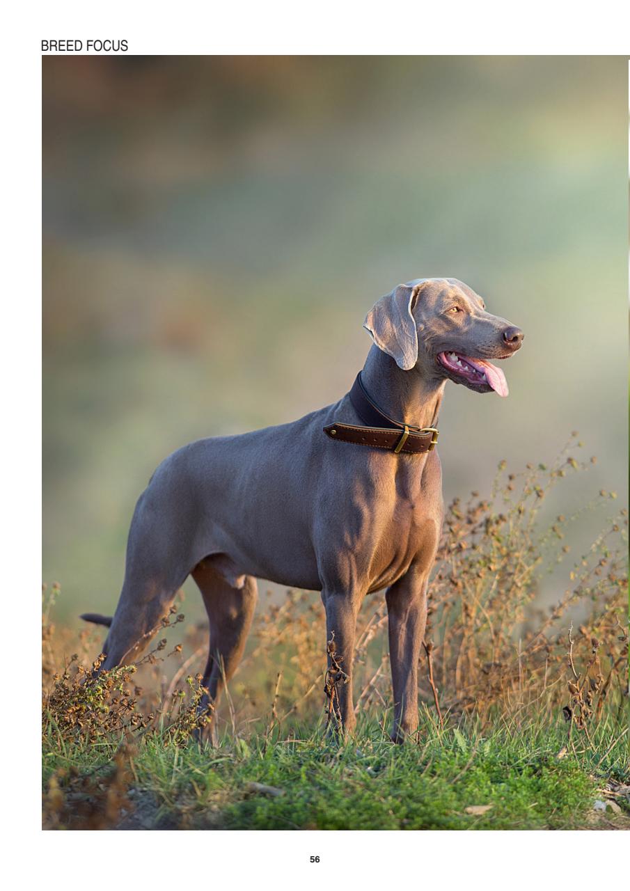 Edition Dog Preview Pages