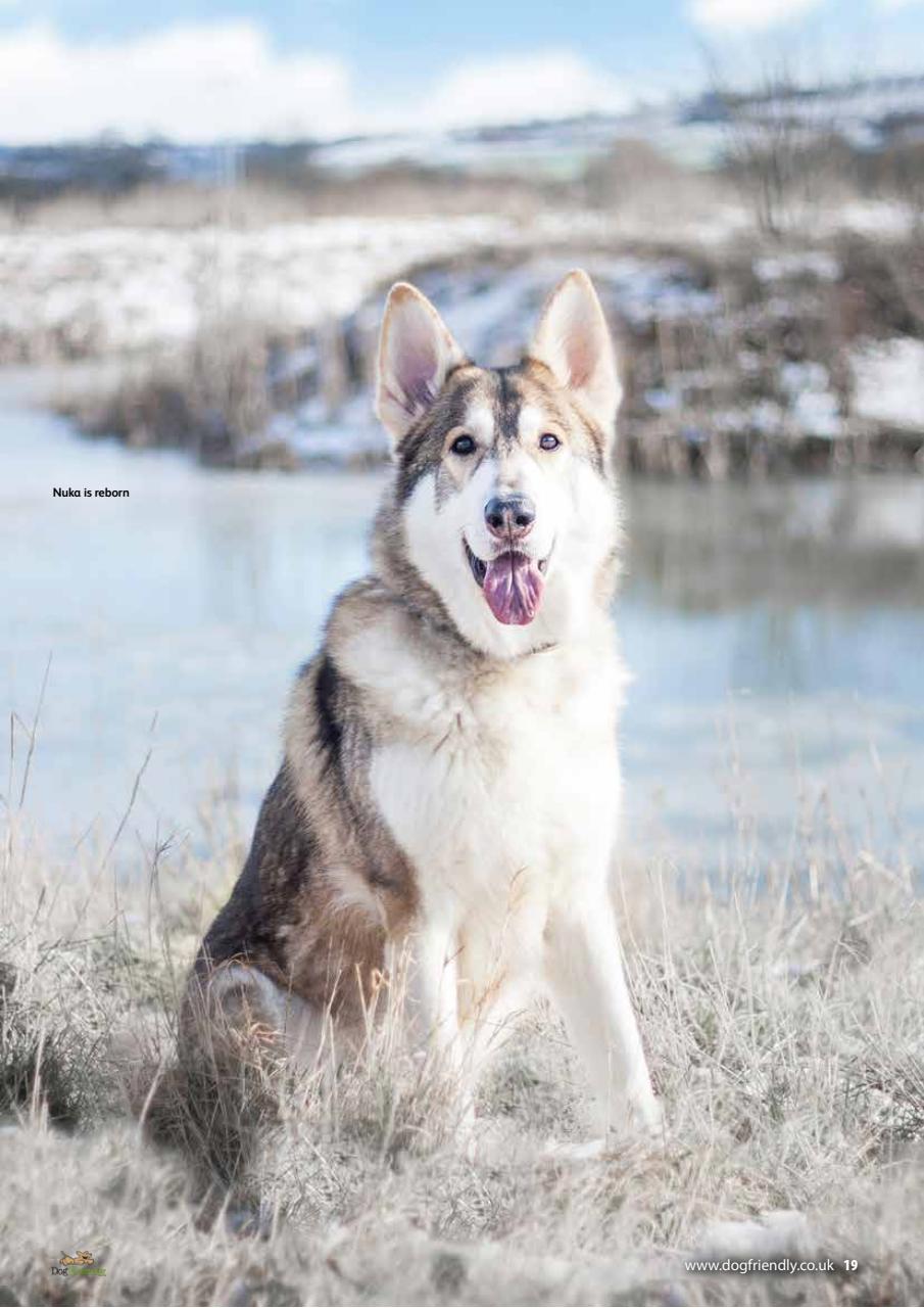 Dog Friendly Preview Pages