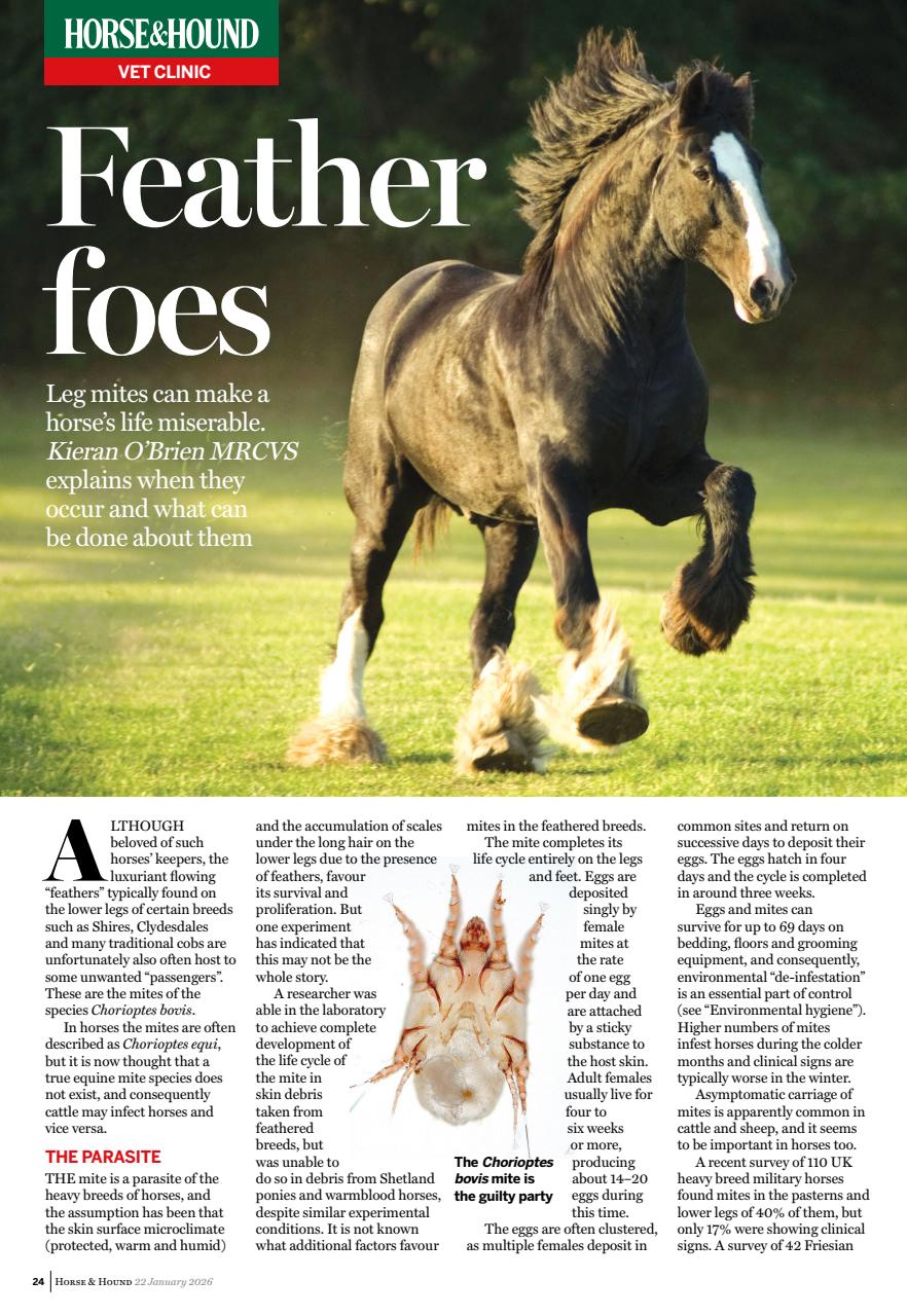 Horse & Hound Preview Pages