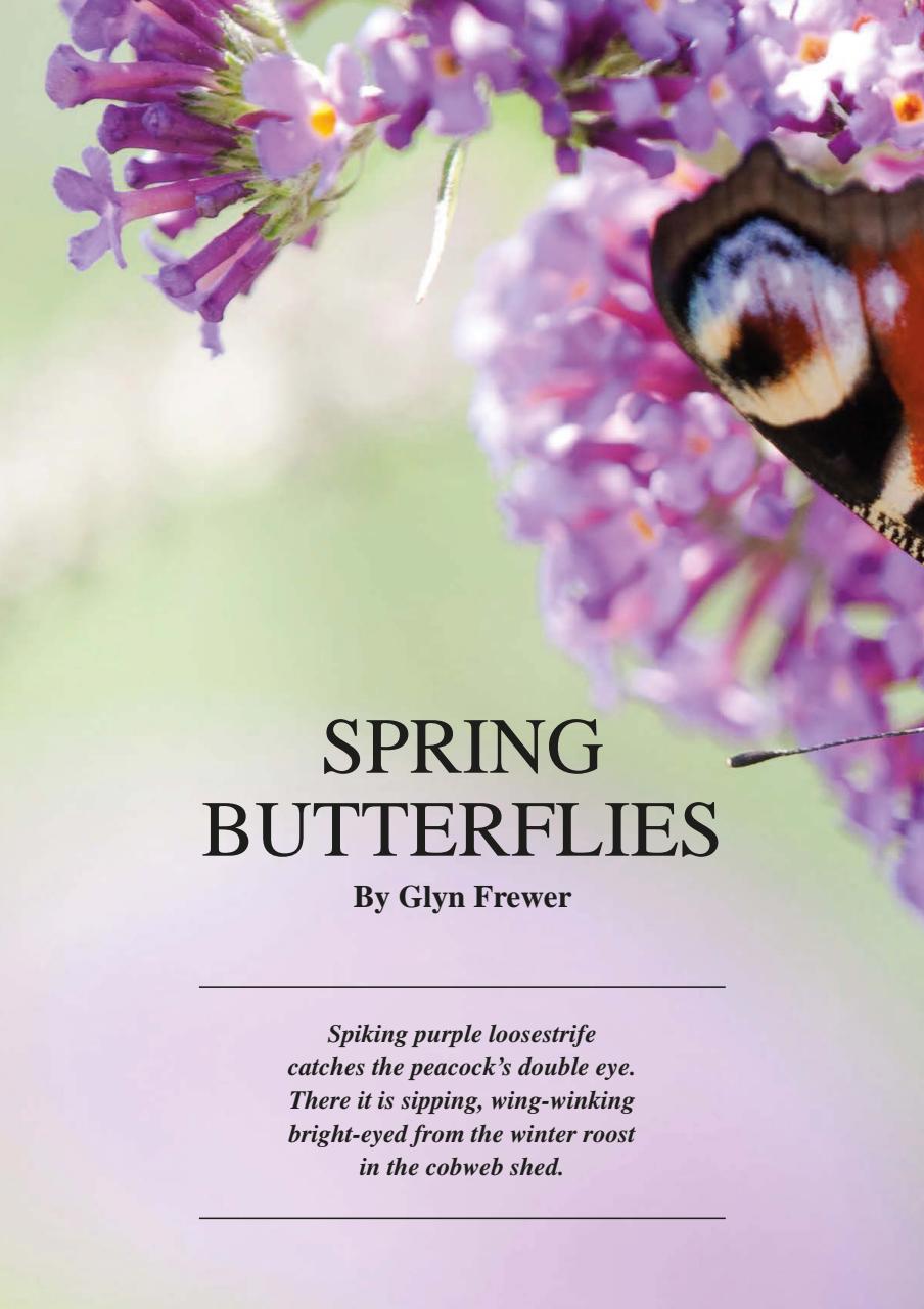 This England Preview Pages