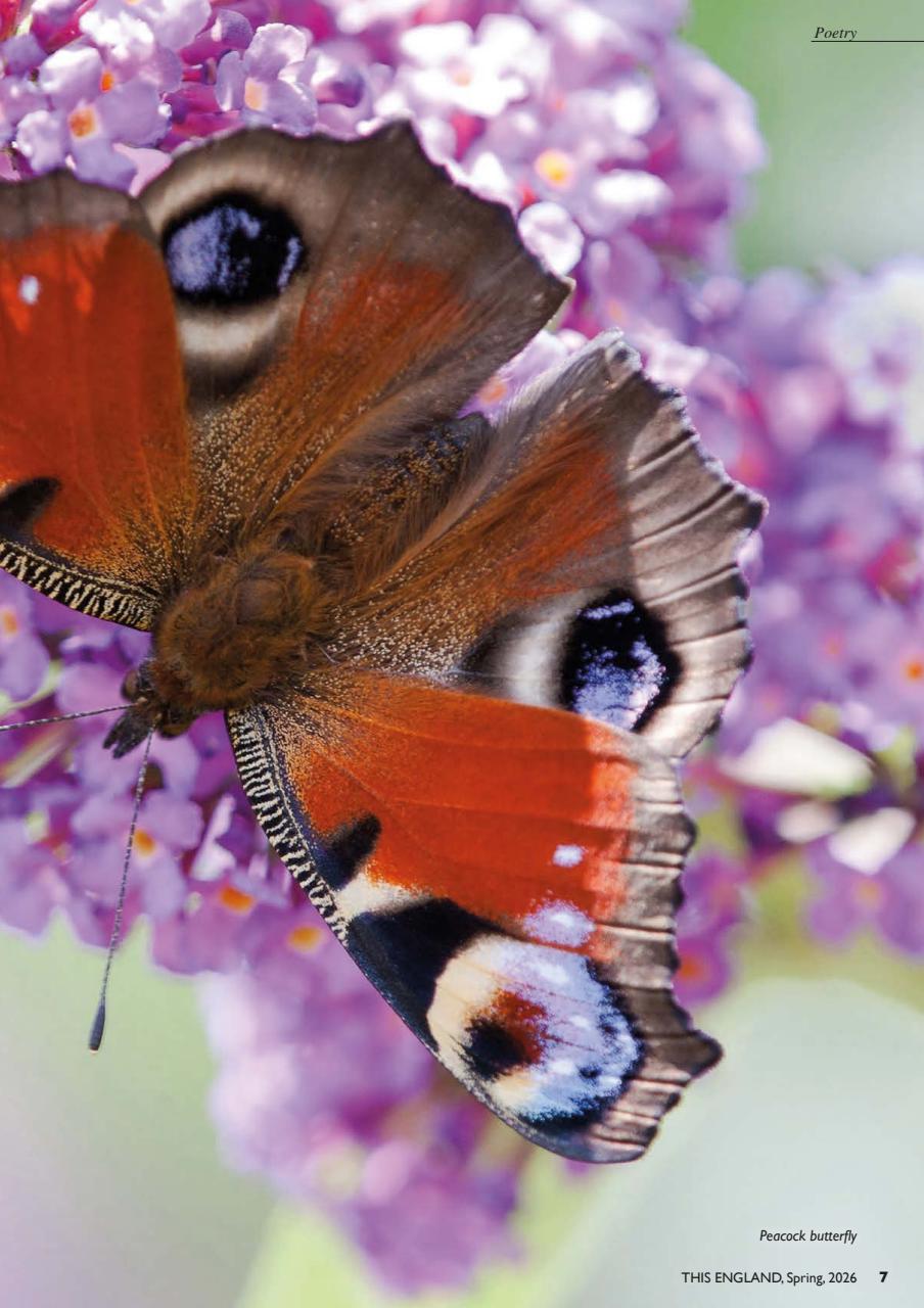 This England Preview Pages