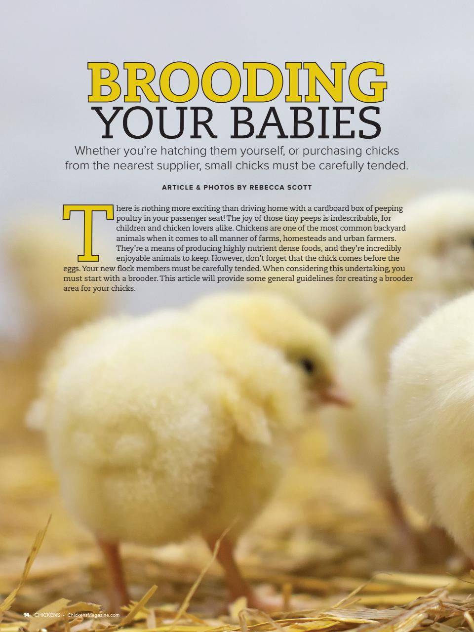 Chickens Magazine Preview Pages