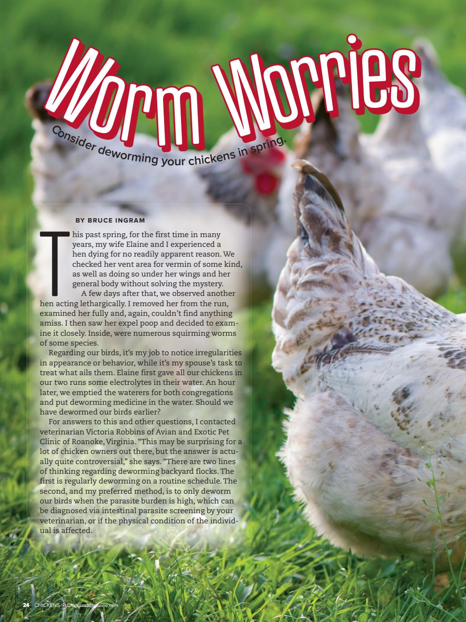 Chickens Magazine Preview Pages
