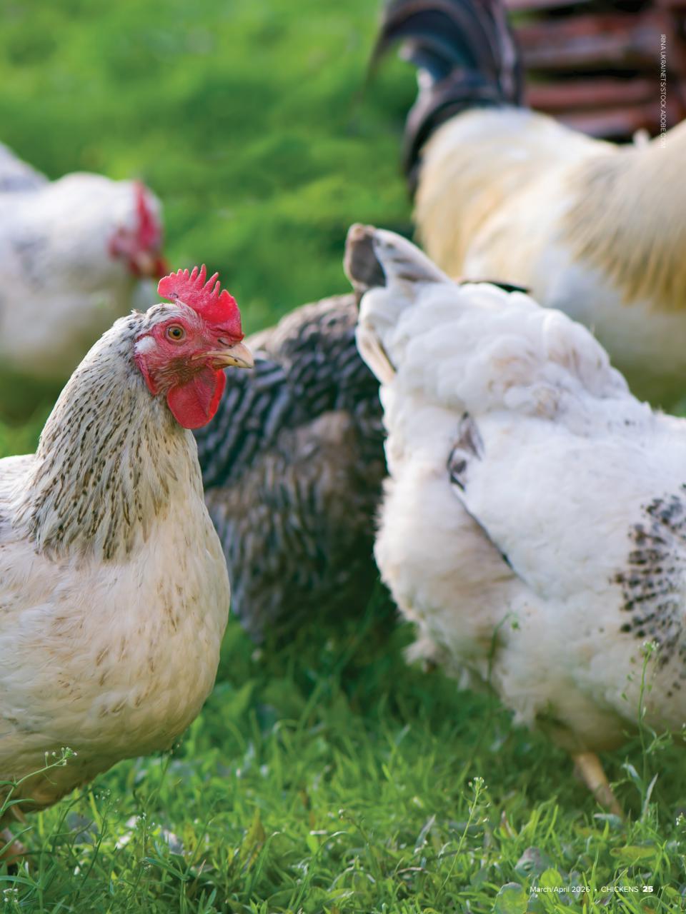 Chickens Magazine Preview Pages