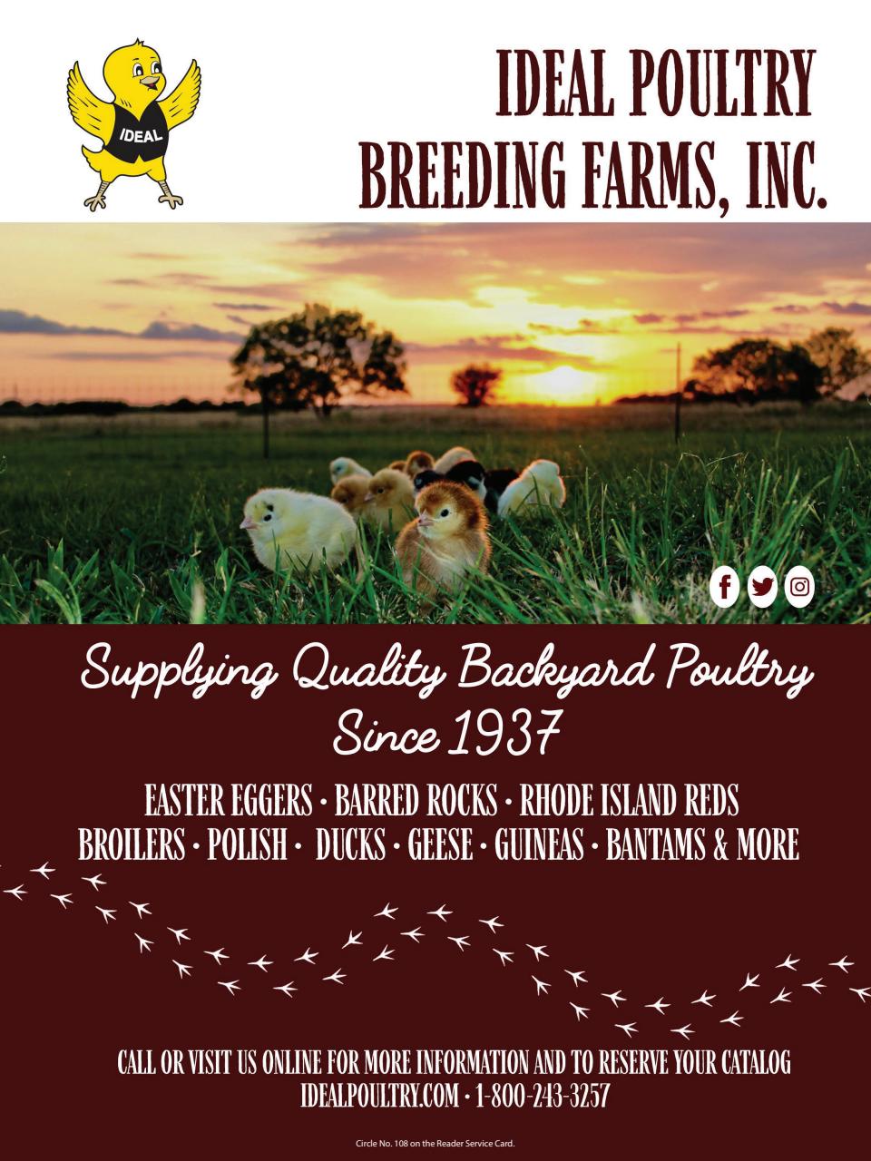 Chickens Magazine Preview Pages