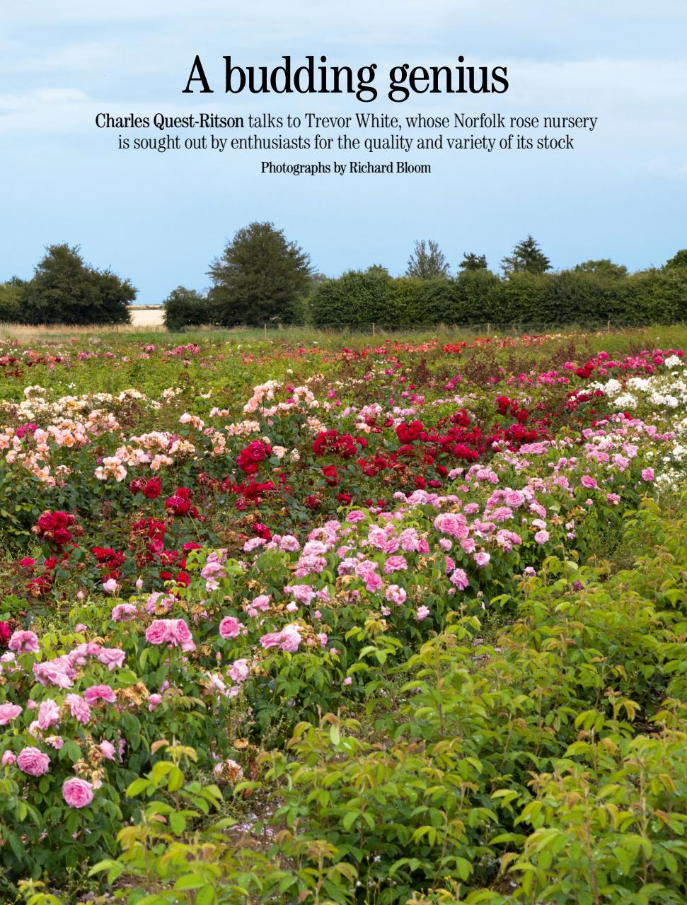 Country Life Preview Pages