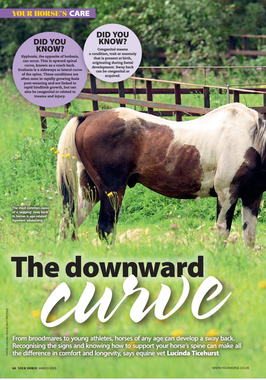 Your Horse Preview Pages