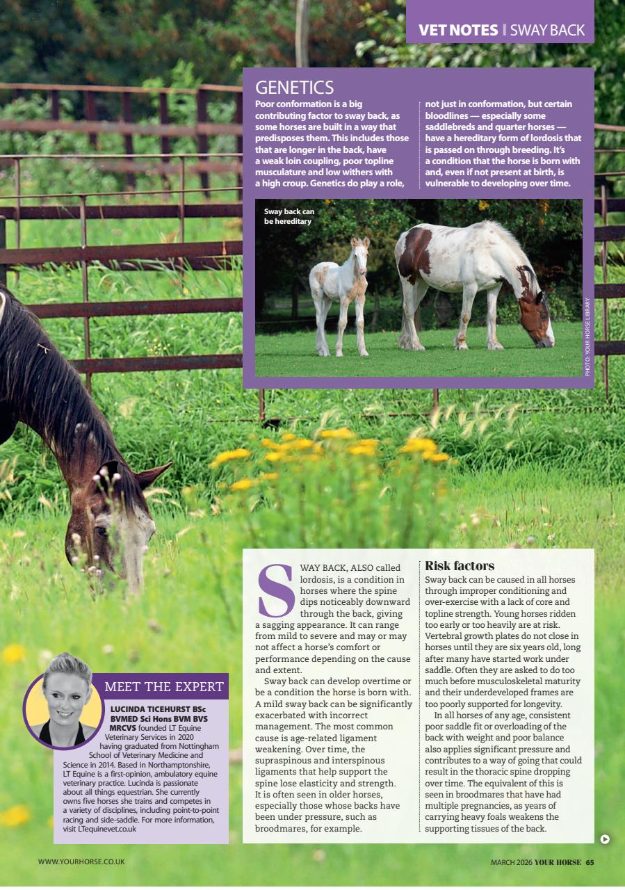 Your Horse Preview Pages