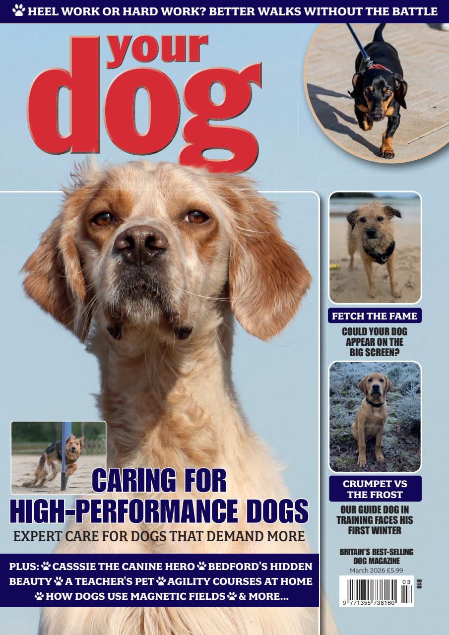 Your Dog Preview Pages
