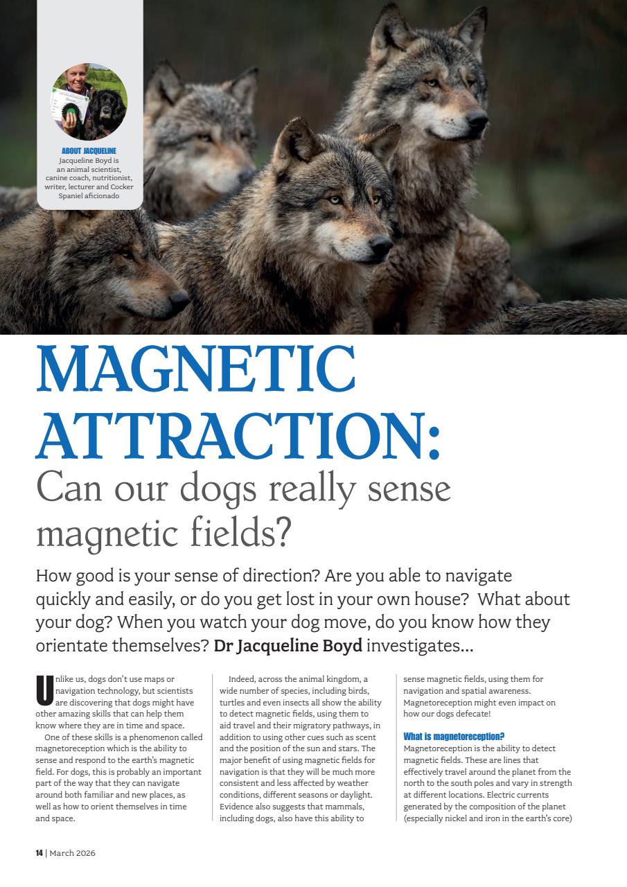 Your Dog Preview Pages