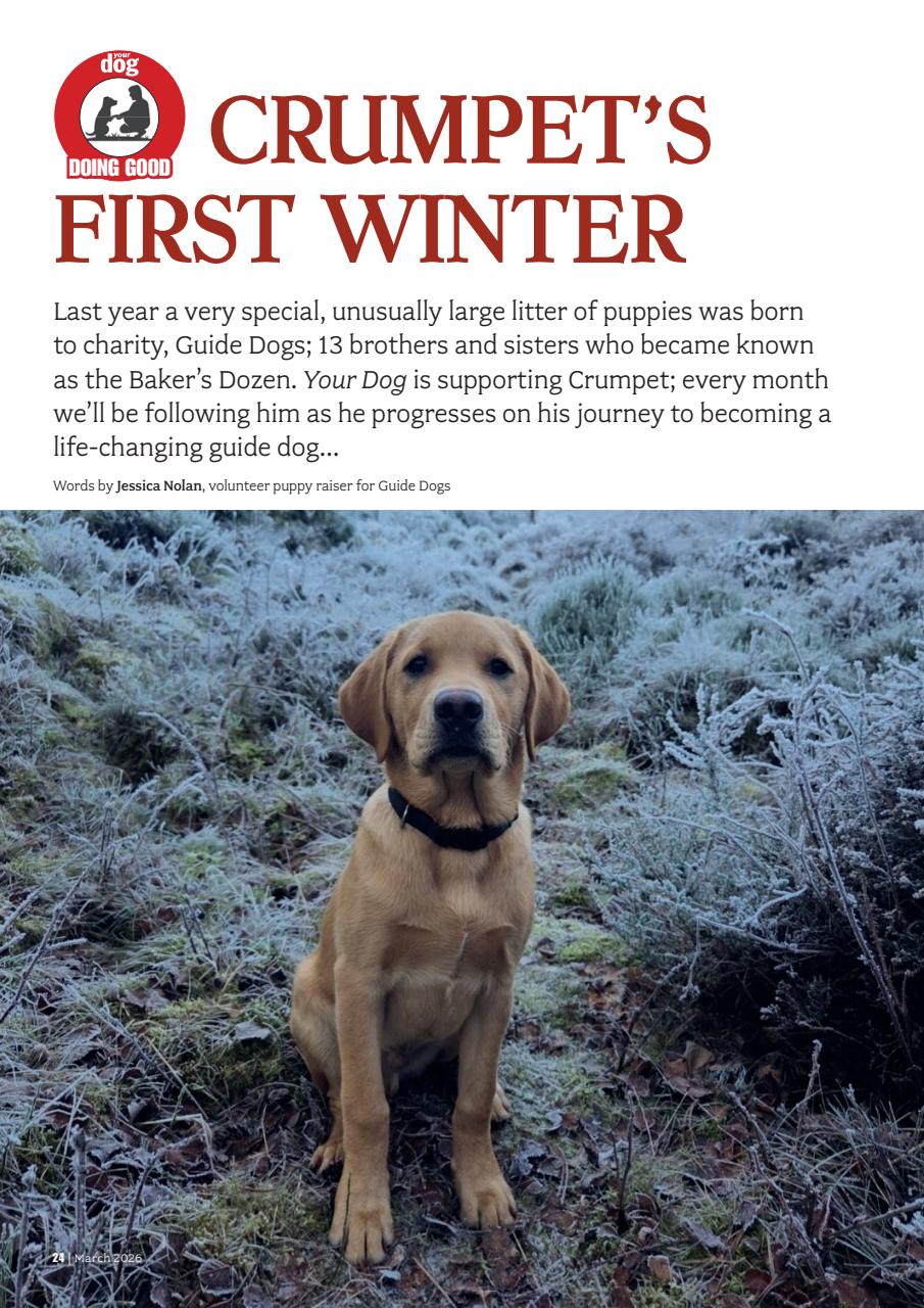 Your Dog Preview Pages