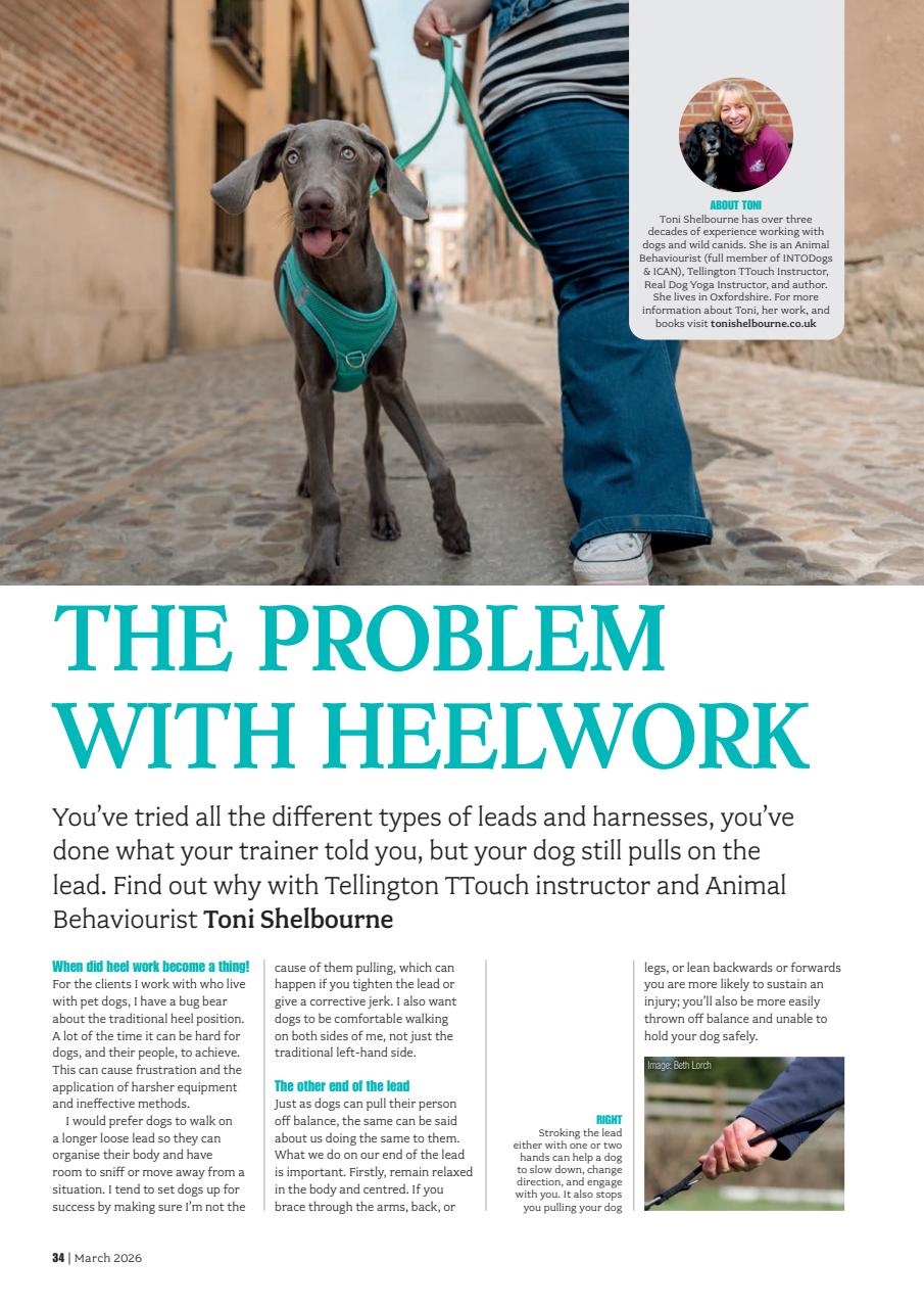 Your Dog Preview Pages