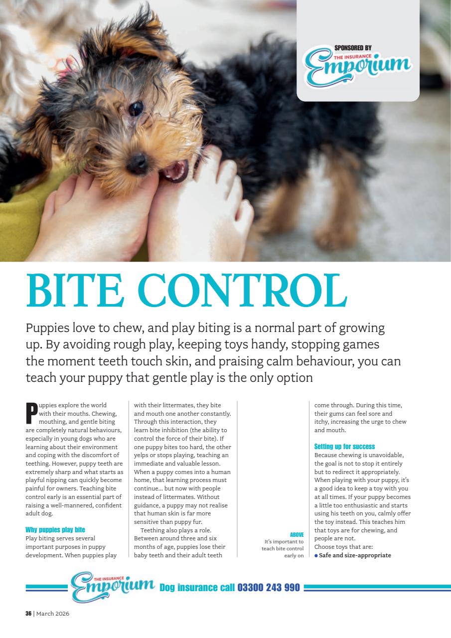 Your Dog Preview Pages