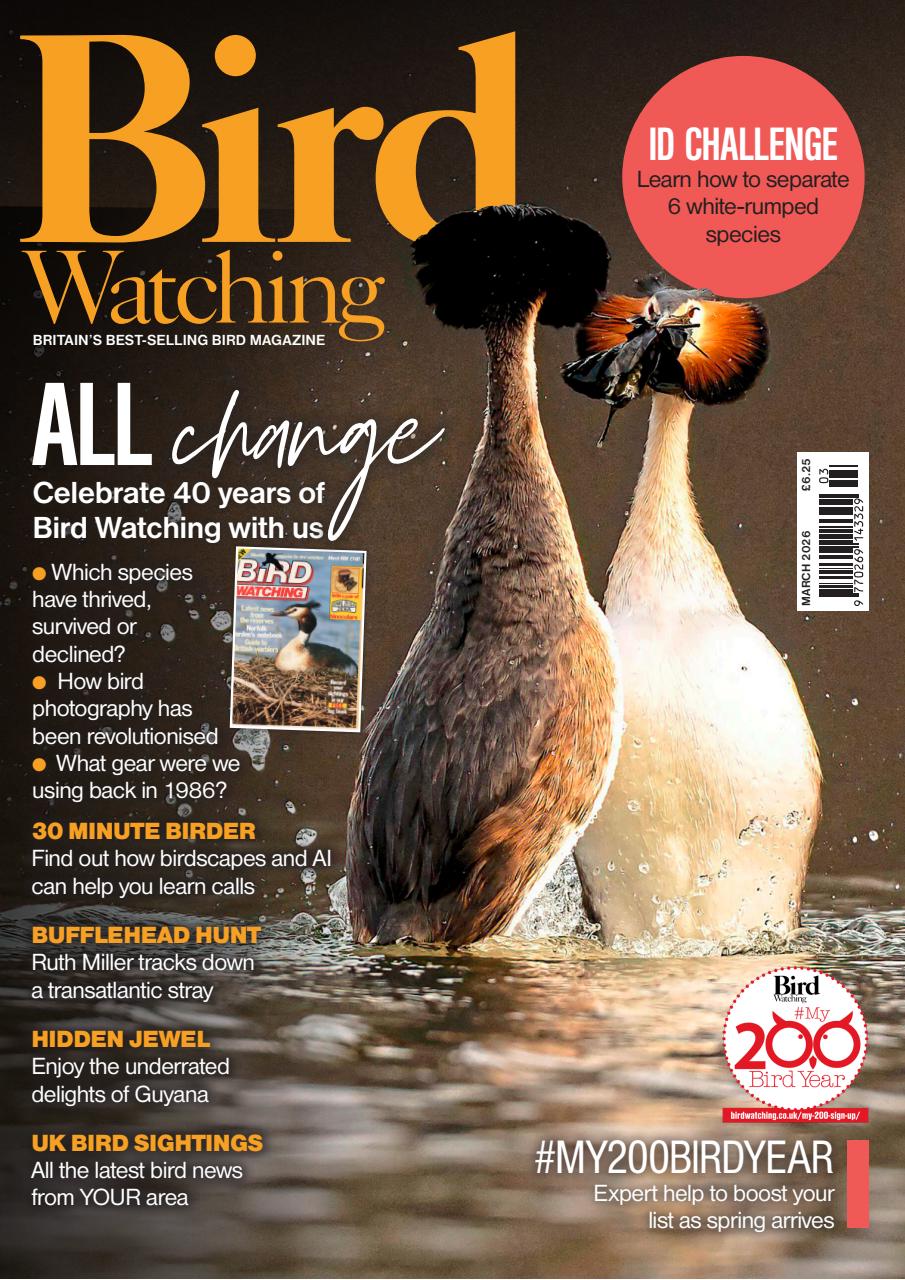 Bird Watching Preview Pages