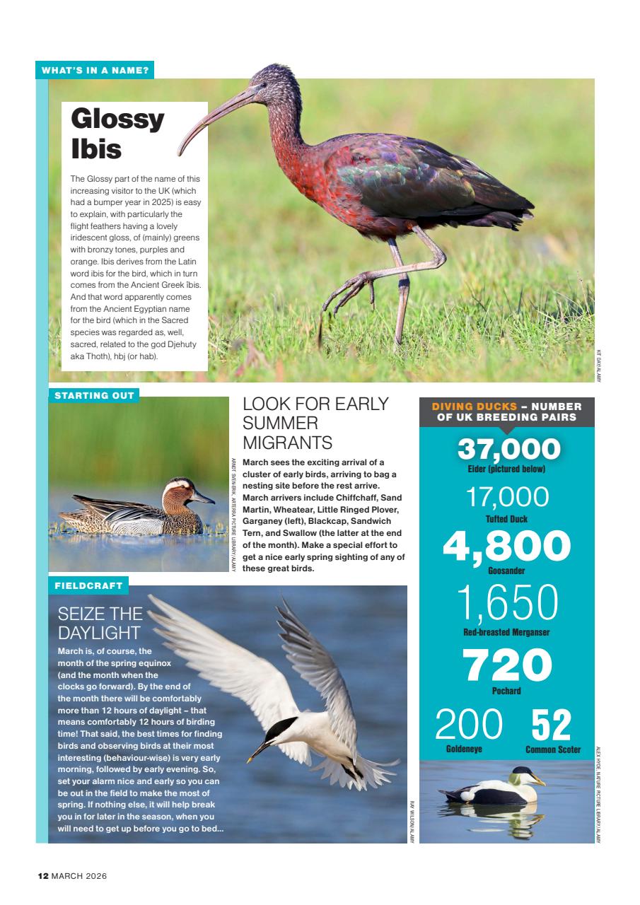 Bird Watching Preview Pages