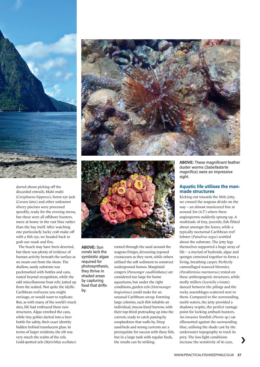 Practical Fishkeeping Preview Pages