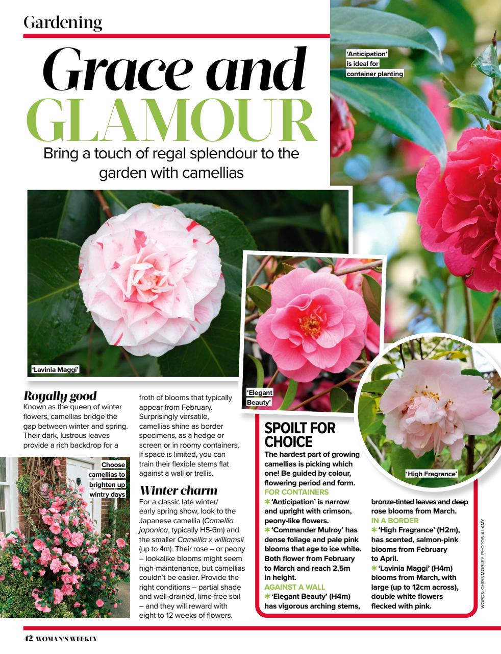 Woman's Weekly Preview Pages