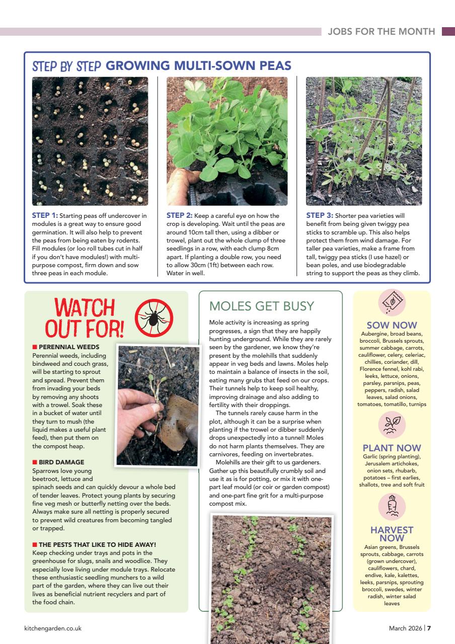 Kitchen Garden Magazine Preview Pages