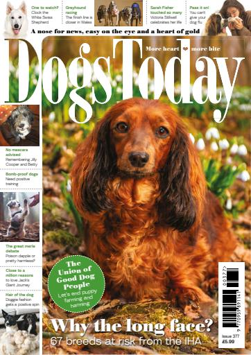 Dogs Today Magazine issue 