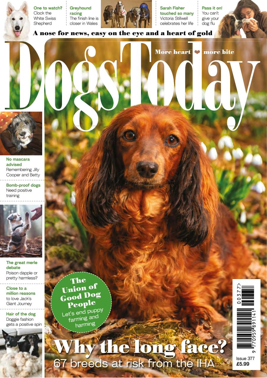 Dogs Today Magazine Preview Pages
