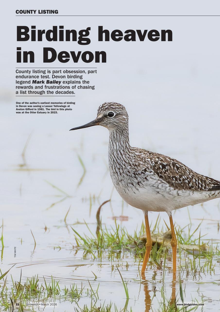 Birdwatch Magazine Preview Pages