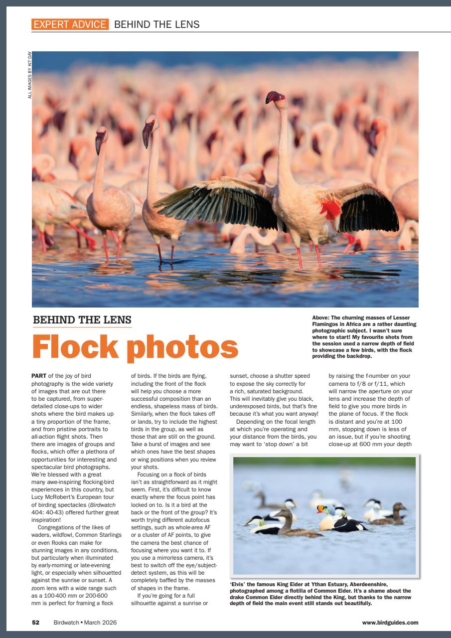 Birdwatch Magazine Preview Pages