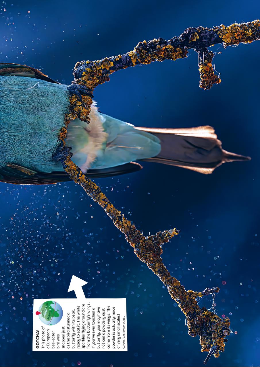 What on Earth! Magazine Preview Pages