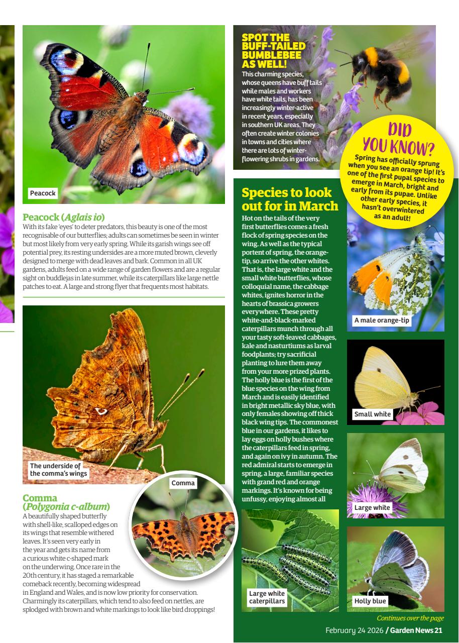 Garden News Preview Pages