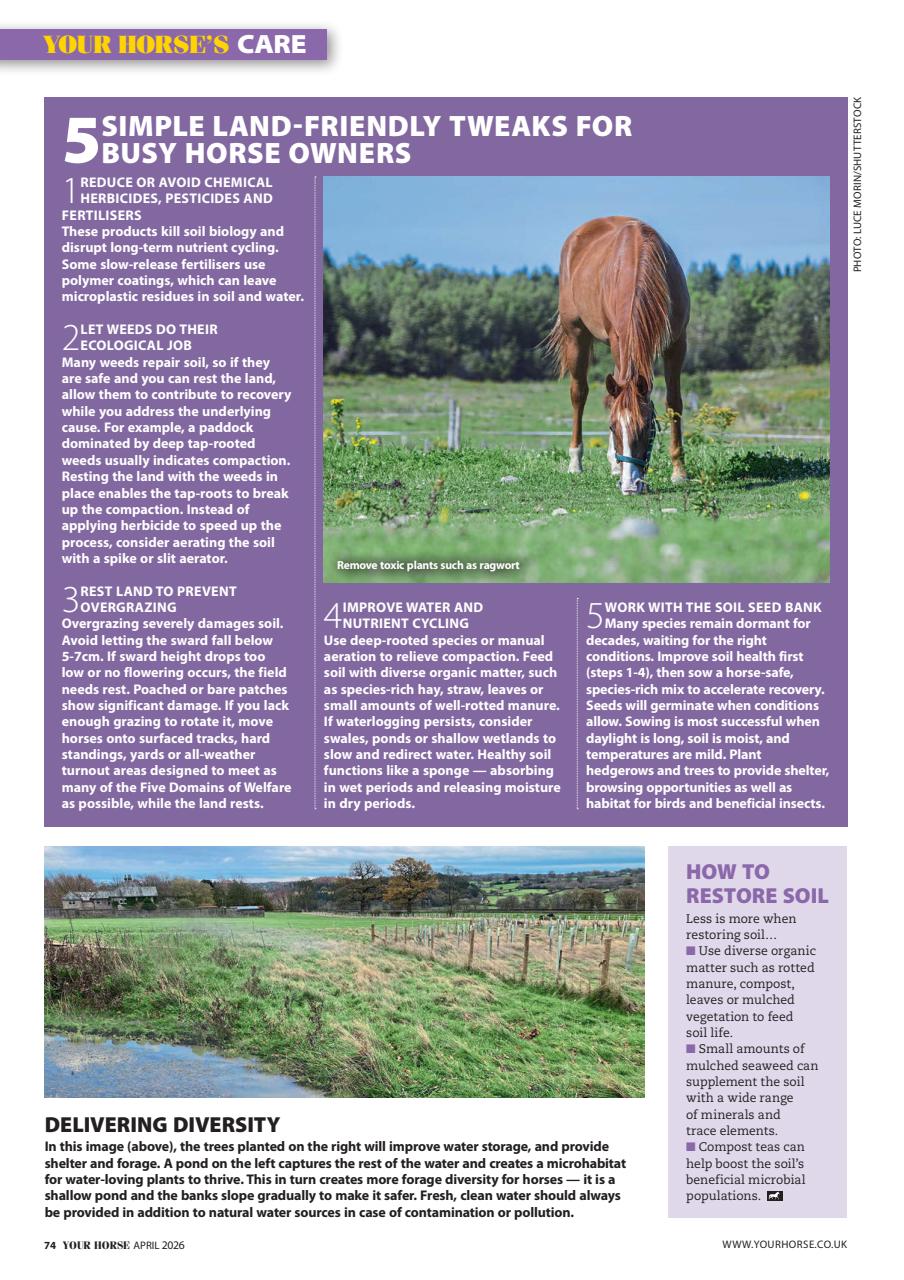 Your Horse Preview Pages