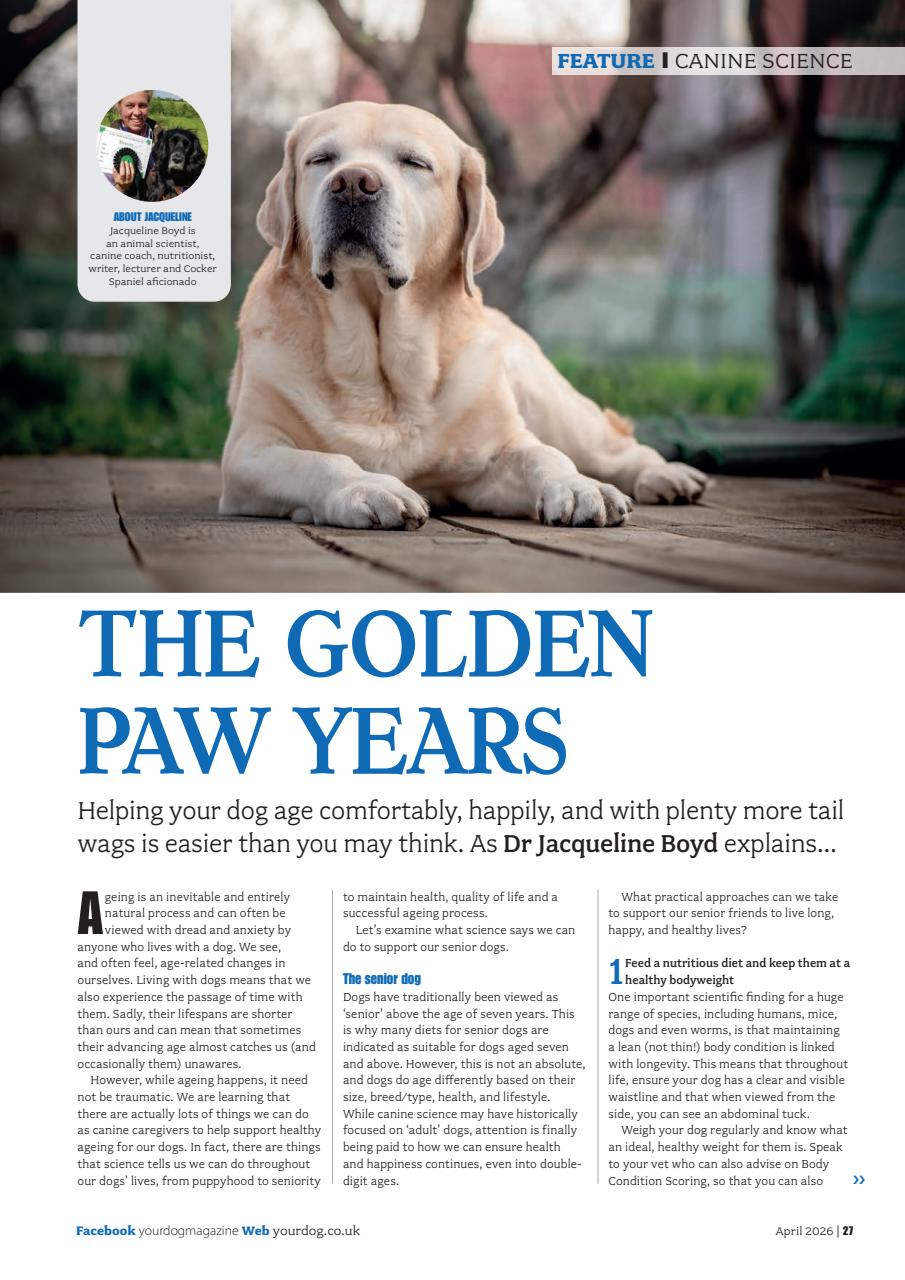 Your Dog Preview Pages