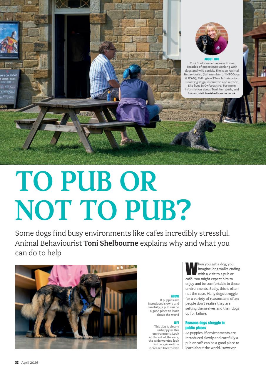 Your Dog Preview Pages