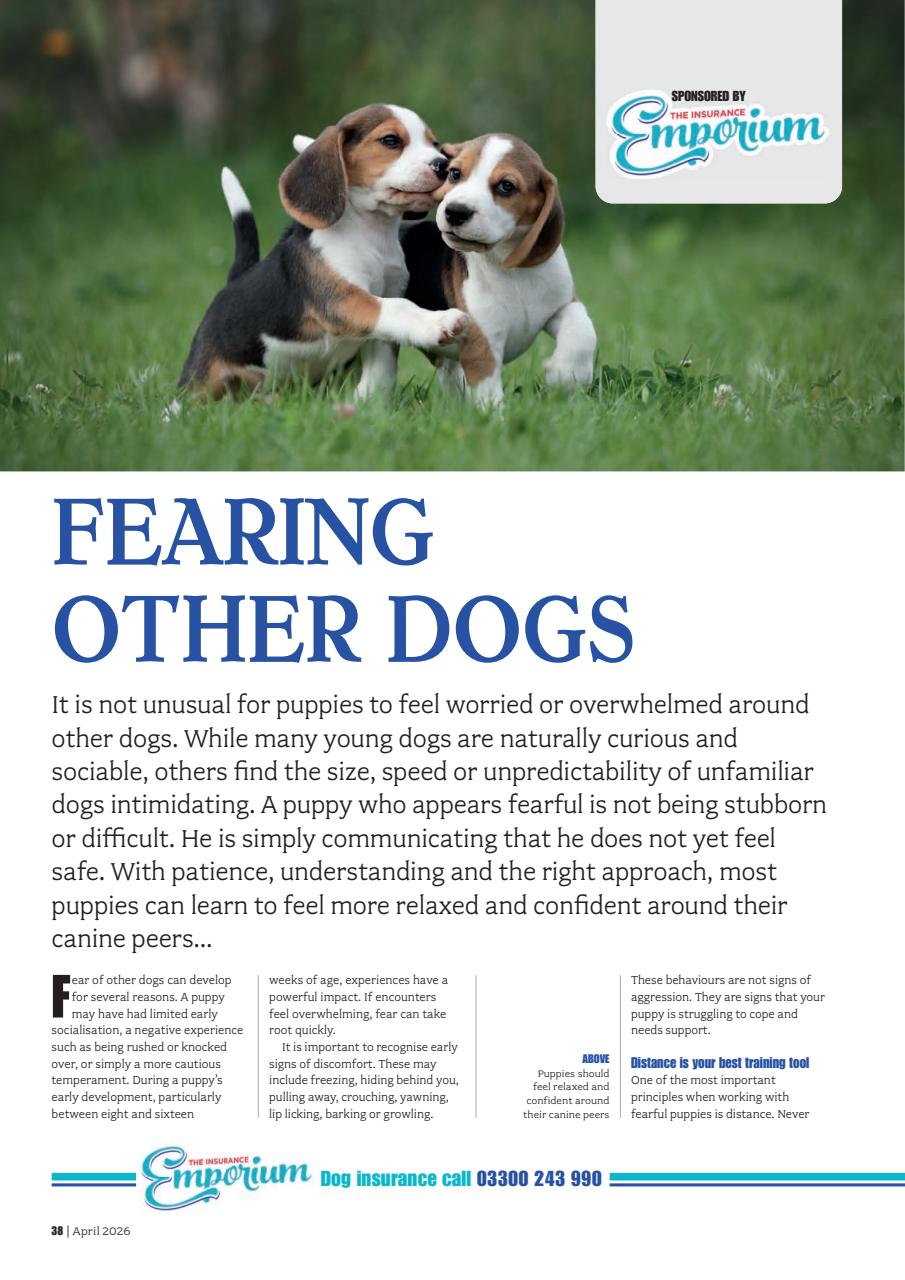 Your Dog Preview Pages