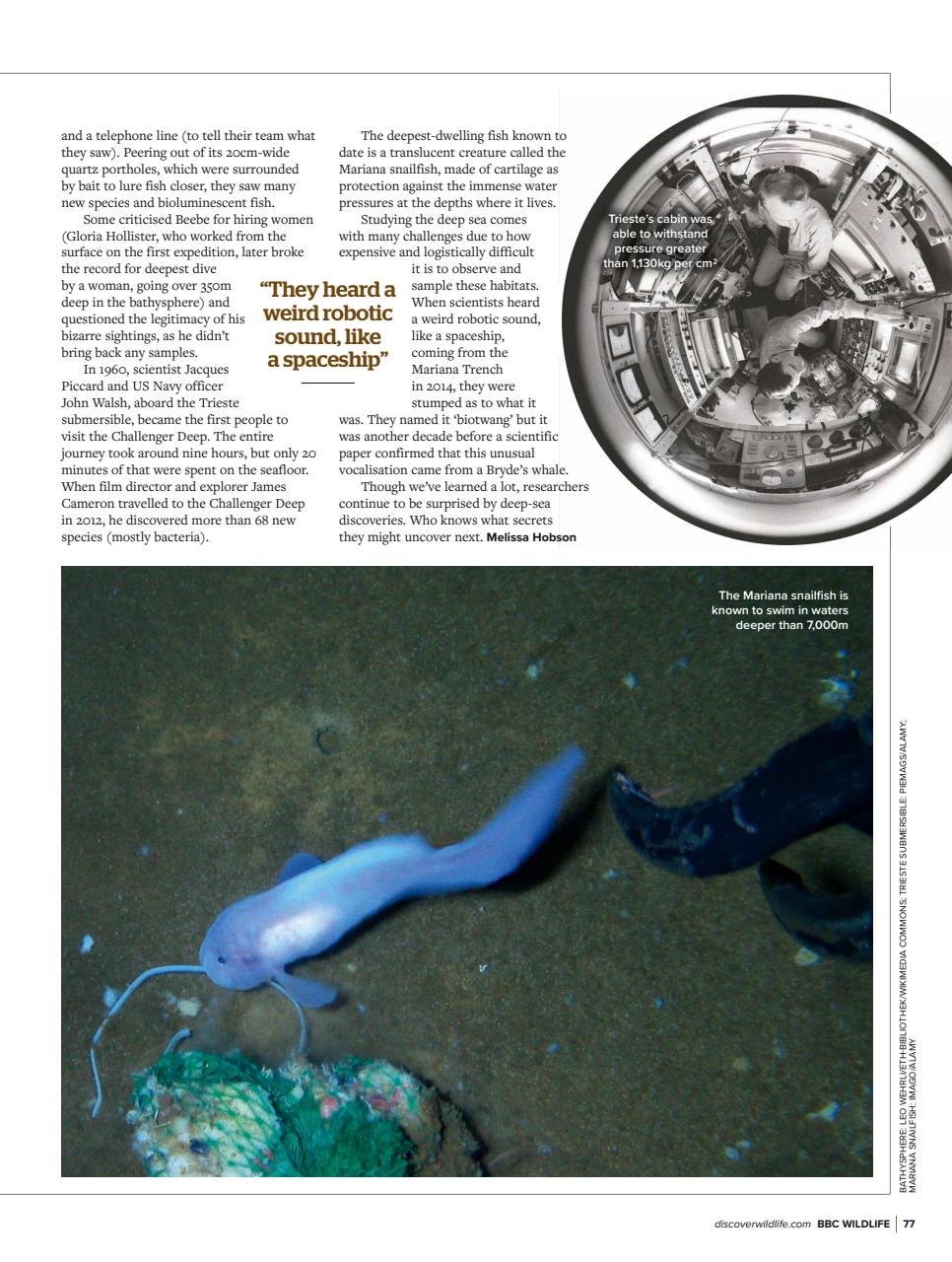 BBC Wildlife Magazine Preview Pages