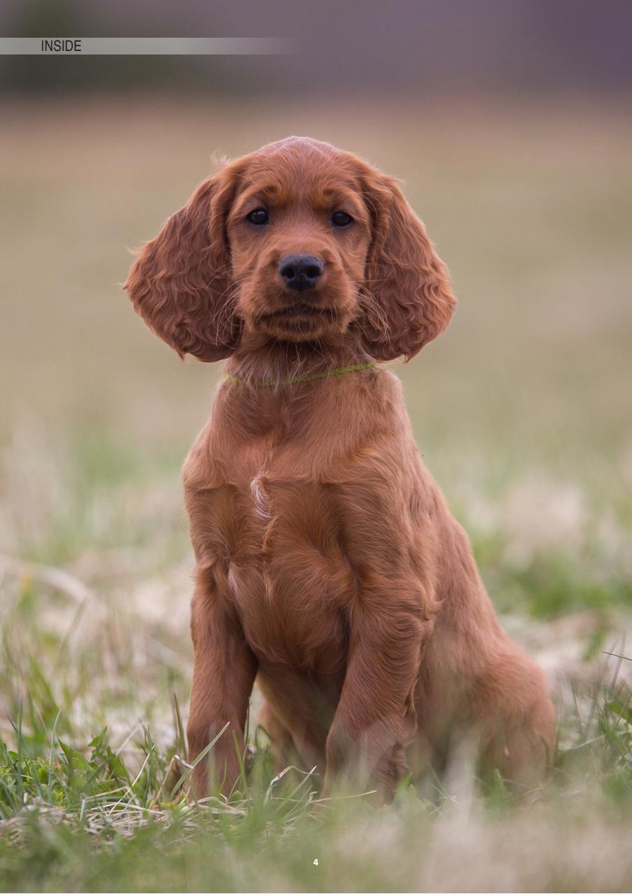 Edition Dog Preview Pages